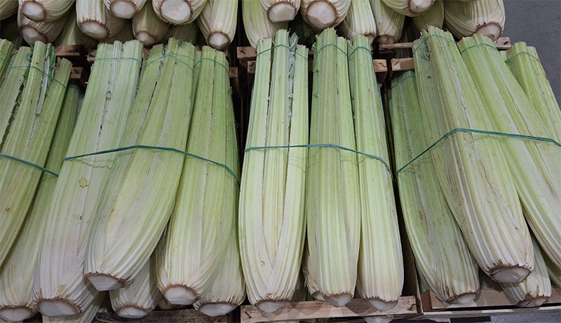 Cardo Gobbo, locale prezzo 1,50 euro al chilo